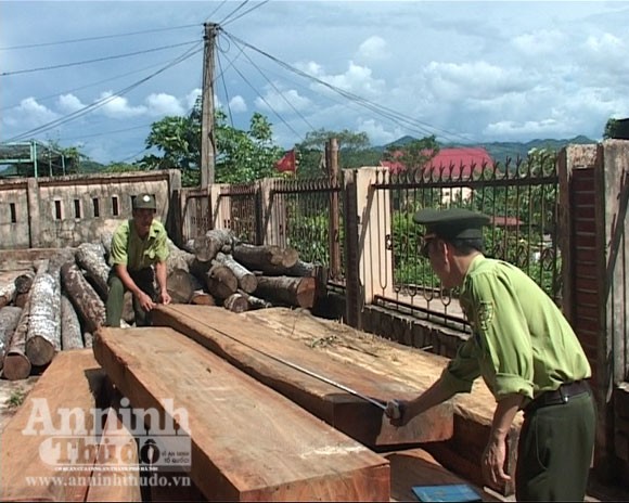 Bắt giữ trên 5m3 gỗ lậu quý hiếm ảnh 1