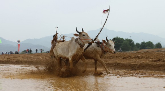 Tái hiện lễ hội "Đua bò Bảy Núi" ngay tại Hà Nội ảnh 5