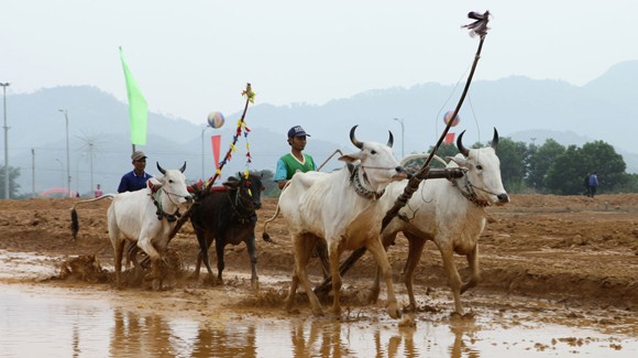 Tái hiện lễ hội "Đua bò Bảy Núi" ngay tại Hà Nội ảnh 7