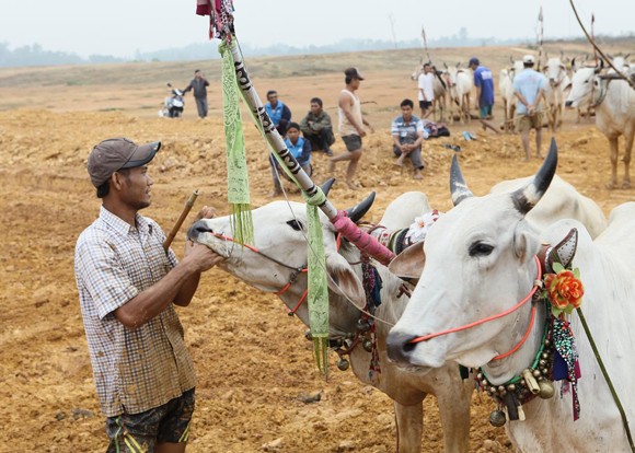 Tái hiện lễ hội "Đua bò Bảy Núi" ngay tại Hà Nội ảnh 2