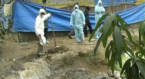 Tiêu hủy trên 700 con gà mắc dịch cúm gia cầm H5N1 ảnh 1