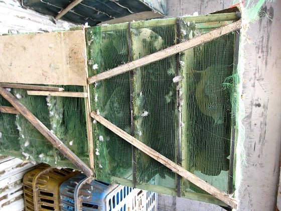 Nguy trang tinh vi, vận chuyển hàng trăm chim trời về Hà Nội tiêu thụ ảnh 3