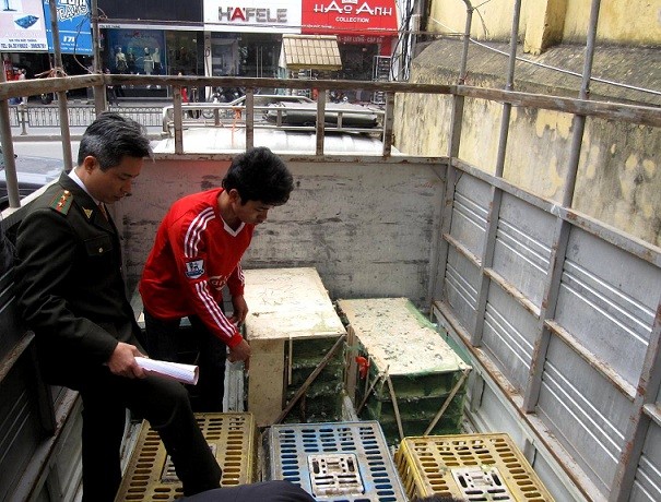 Nguy trang tinh vi, vận chuyển hàng trăm chim trời về Hà Nội tiêu thụ ảnh 2