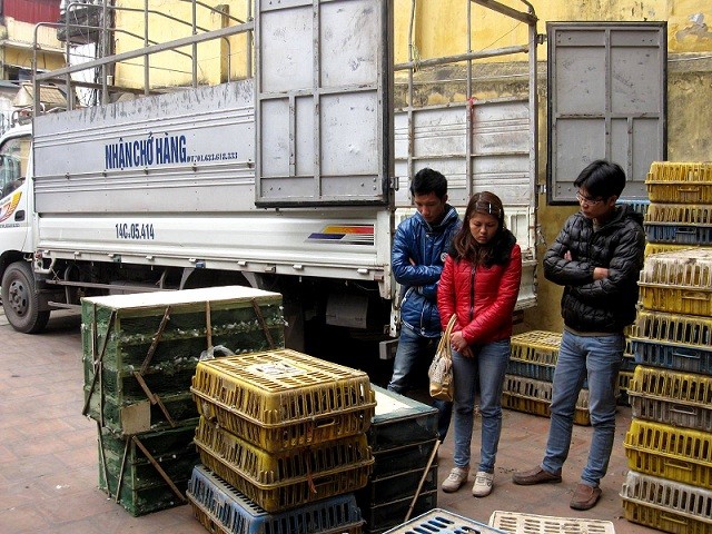 Nguy trang tinh vi, vận chuyển hàng trăm chim trời về Hà Nội tiêu thụ ảnh 4