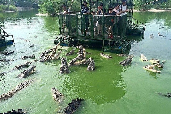 Nhóm du khách Trung Quốc đứng giữa hồ trêu đùa đàn cá sấu ảnh 1