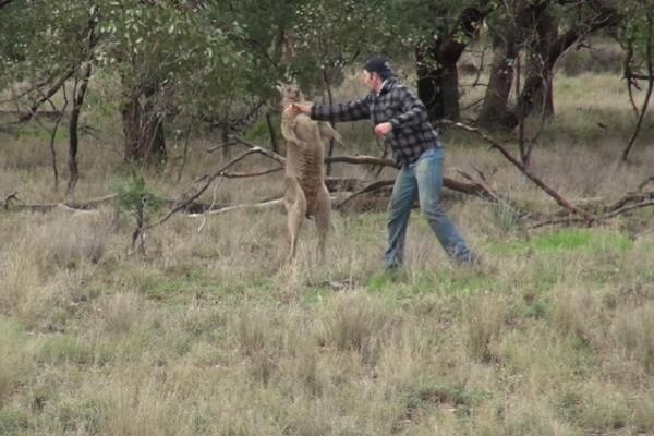 Video nhân viên vườn thú đánh nhau với kangaroo gây "sốt" ảnh 1