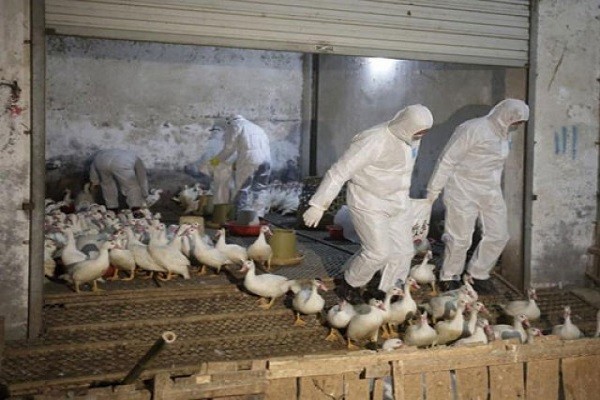 Trung Quốc tạm ngừng buôn bán gia cầm sống do dịch cúm ảnh 1