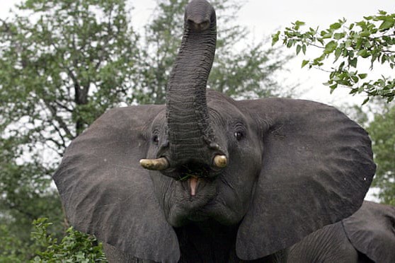 Thợ săn trộm tê giác bị voi tấn công, sư tử ăn thịt ảnh 1