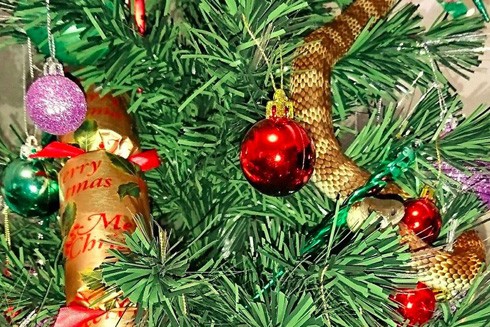 Cây thông Noel "được trang trí" rắn độc ảnh 1