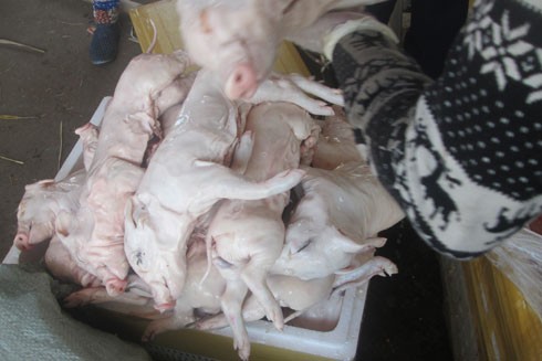 Thu giữ hơn 500kg xác lợn không rõ nguồn gốc ảnh 1