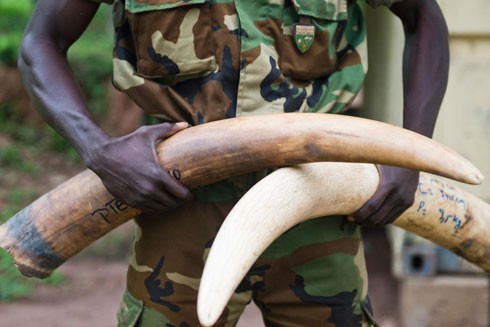 Khẩn cấp ngăn chặn phần tử khủng bố giết voi, bán ngà tại "chợ đen" ảnh 1