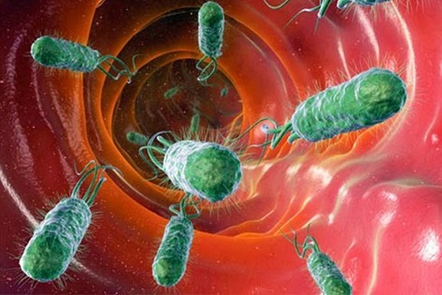 Lập trình vi khuẩn - cột mốc lớn của ngành công nghệ sinh học ảnh 1