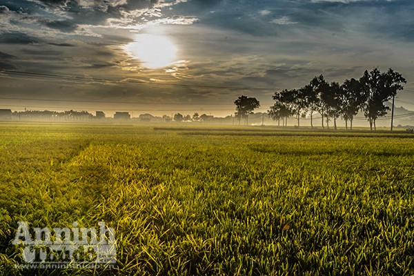 Những cánh đồng tuyệt đẹp của Hà Nội trong ngày mùa bội thu ảnh 8