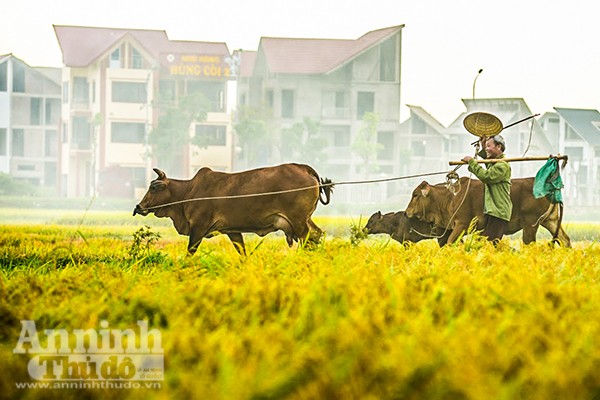 Những cánh đồng tuyệt đẹp của Hà Nội trong ngày mùa bội thu ảnh 6