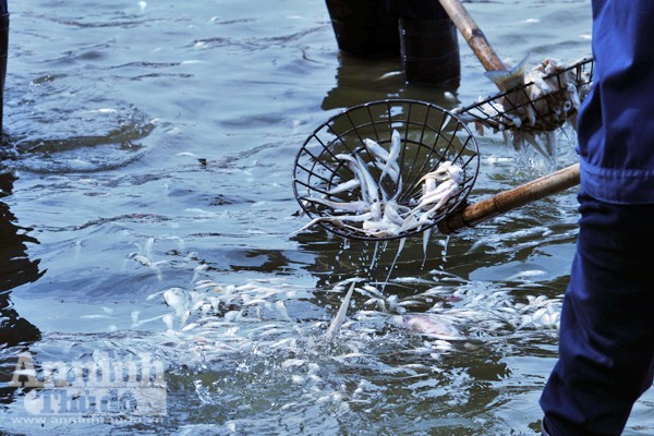 Cá chết hàng loạt ở hồ Tây: Hàng trăm công nhân vớt từ sáng đến chiều chưa hết ảnh 6