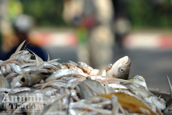 Cá chết hàng loạt ở hồ Tây: Hàng trăm công nhân vớt từ sáng đến chiều chưa hết ảnh 7