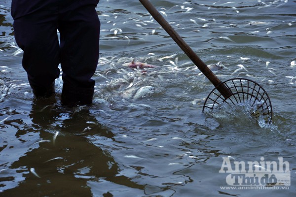 Cá chết hàng loạt ở hồ Tây: Hàng trăm công nhân vớt từ sáng đến chiều chưa hết ảnh 3