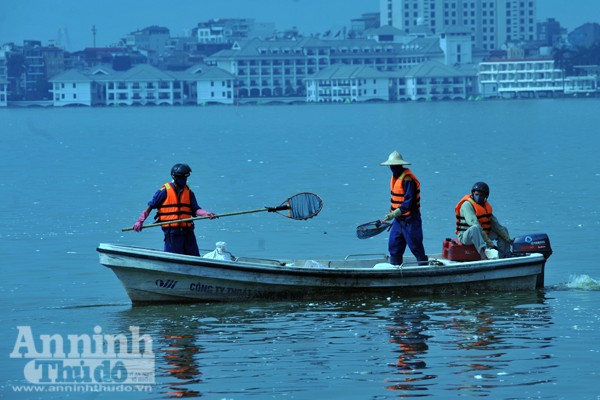 Cá chết hàng loạt ở hồ Tây: Hàng trăm công nhân vớt từ sáng đến chiều chưa hết ảnh 2