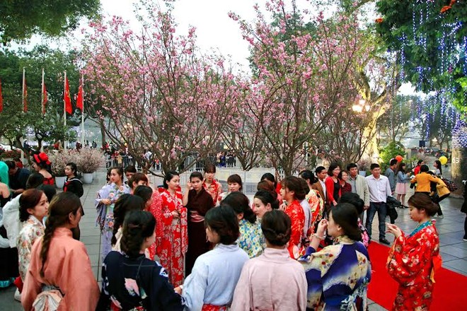 Lễ hội Hoa anh đào Nhật Bản tổ chức tại Hà Nội hàng năm là sự kiện văn hóa thu hút đông đảo người dân và du khách