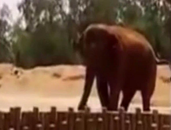 Ma rốc: Bé gái tử vong vì bị voi ném đá trúng đầu ảnh 1