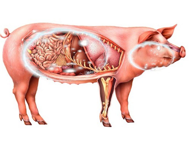 Những hình ảnh đáng sợ về bệnh nhiễm liên cầu khuẩn lợn ảnh 10