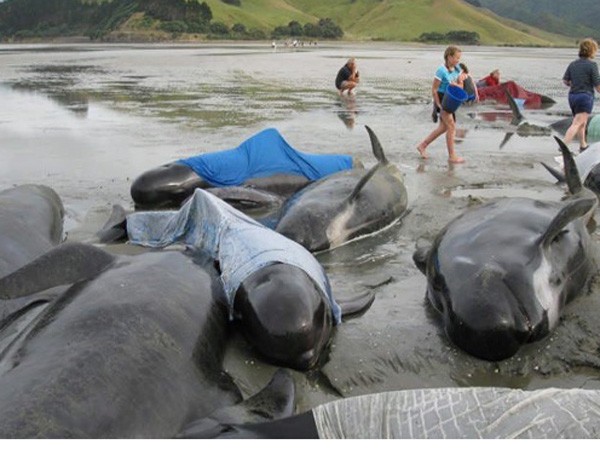New Zealand: 143 con cá voi hoa tiêu bị mắc kẹt trên bãi biển ảnh 1