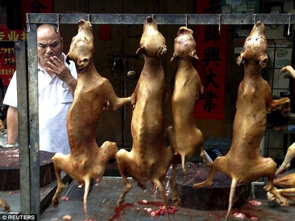 Bất chấp làn sóng phẫn nộ, lễ hội thịt chó vẫn diễn ra ở Trung Quốc ảnh 14