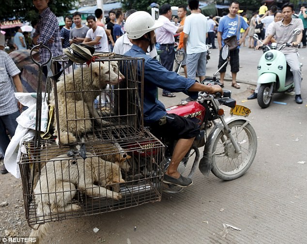 Bất chấp làn sóng phẫn nộ, lễ hội thịt chó vẫn diễn ra ở Trung Quốc ảnh 5