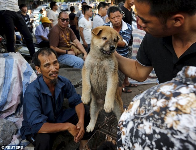 Bất chấp làn sóng phẫn nộ, lễ hội thịt chó vẫn diễn ra ở Trung Quốc ảnh 7