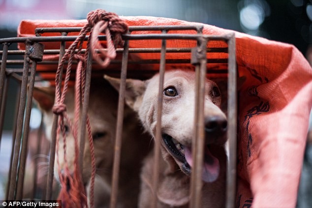 Bất chấp làn sóng phẫn nộ, lễ hội thịt chó vẫn diễn ra ở Trung Quốc ảnh 4