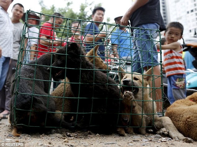 Bất chấp làn sóng phẫn nộ, lễ hội thịt chó vẫn diễn ra ở Trung Quốc ảnh 9
