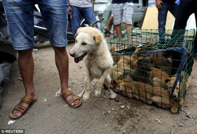Bất chấp làn sóng phẫn nộ, lễ hội thịt chó vẫn diễn ra ở Trung Quốc ảnh 2