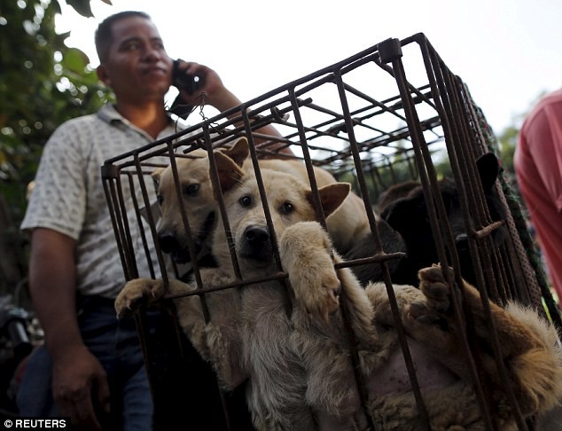 Bất chấp làn sóng phẫn nộ, lễ hội thịt chó vẫn diễn ra ở Trung Quốc ảnh 10