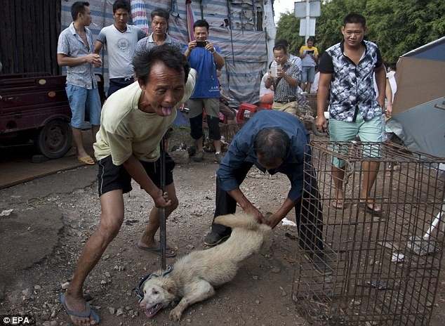Bất chấp làn sóng phẫn nộ, lễ hội thịt chó vẫn diễn ra ở Trung Quốc ảnh 1