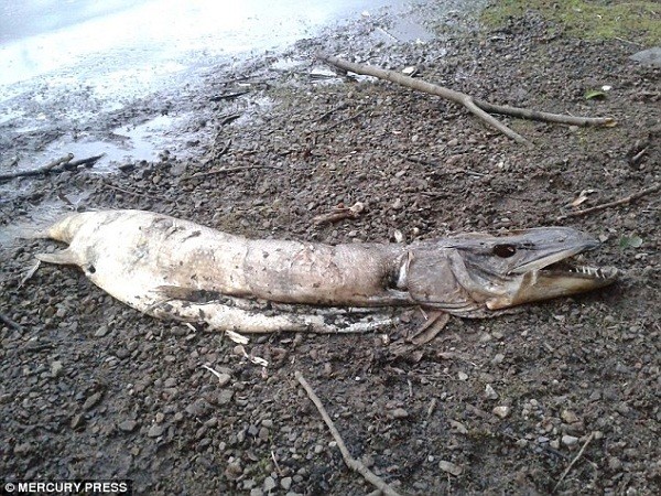 Phát hiện xác "thủy quái" dạt vào bờ hồ ở Anh ảnh 1