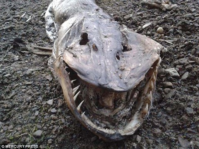 Phát hiện xác "thủy quái" dạt vào bờ hồ ở Anh ảnh 3