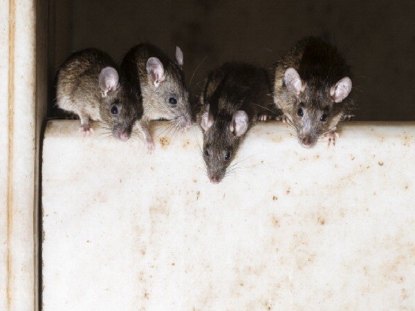 Ấn Độ: Bé sơ sinh 10 ngày tuổi tử vong vì chuột cắn ảnh 1