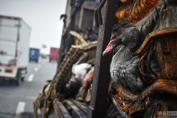 Trung Quốc: Xe tải bốc cháy khiến hàng ngàn con vịt sống thành vịt nướng ảnh 3