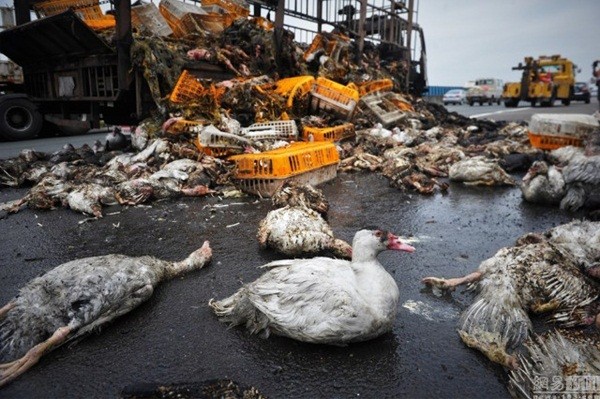 Trung Quốc: Xe tải bốc cháy khiến hàng ngàn con vịt sống thành vịt nướng ảnh 2