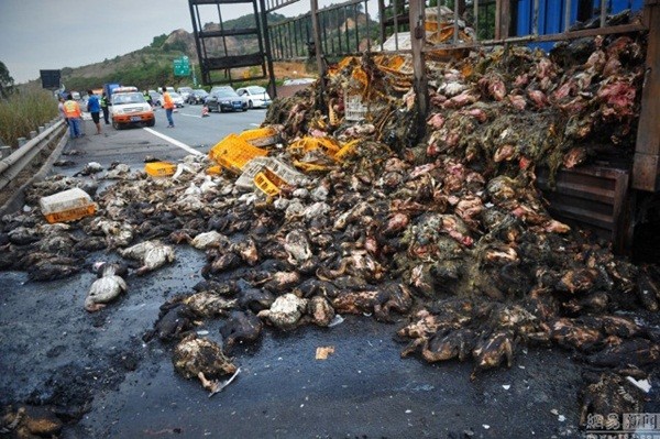 Trung Quốc: Xe tải bốc cháy khiến hàng ngàn con vịt sống thành vịt nướng ảnh 4