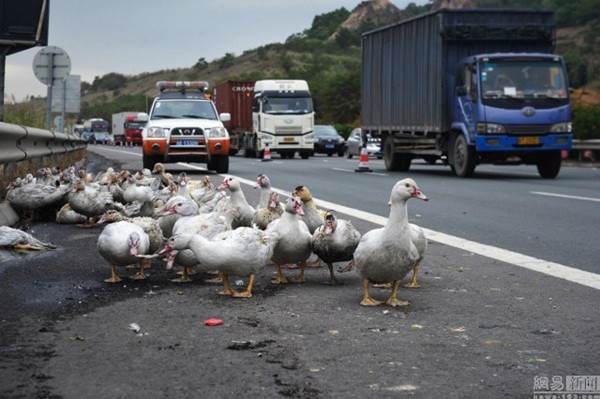 Trung Quốc: Xe tải bốc cháy khiến hàng ngàn con vịt sống thành vịt nướng ảnh 5
