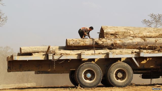 Myanmar bắt nhiều người Trung Quốc khai thác gỗ trái phép ảnh 1