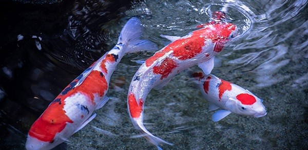 Trộm cá Koi Nhật đắt tiền... nấu lẩu ảnh 1