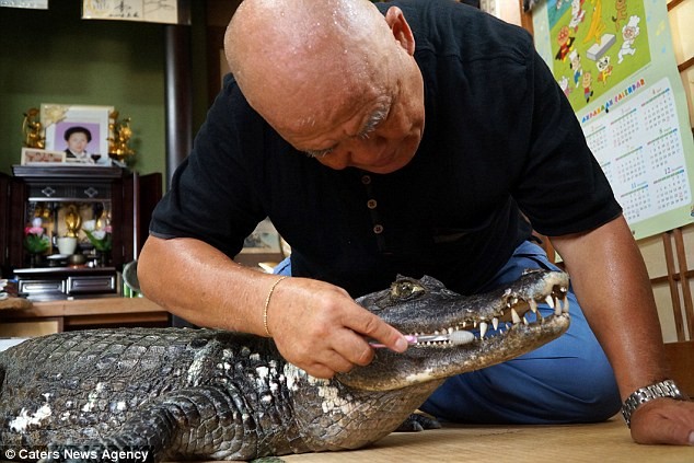 Cụ ông làm bạn với cá sấu hơn 30 năm ảnh 3