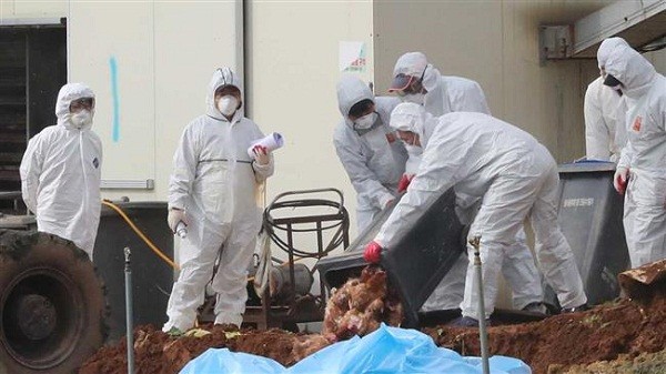 Tây Ban Nha tiêu hủy hàng nghìn con vịt nghi nhiễm H5N8 ảnh 1