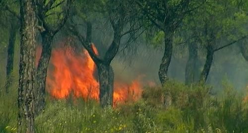 Cháy lớn đe dọa khu bảo tồn tự nhiên ở Tây Ban Nha ảnh 1