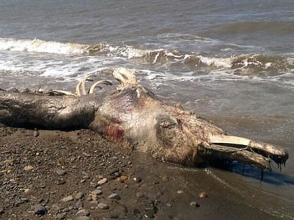 Xác sinh vật lạ dạt vào bờ biển Nga ảnh 1