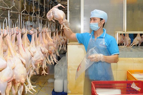 Sẽ xuất khẩu thịt gà sang Nhật Bản ảnh 1