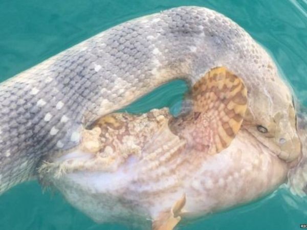 Cảnh khó gặp: Cá đá và rắn biển tử chiến với nhau ảnh 1