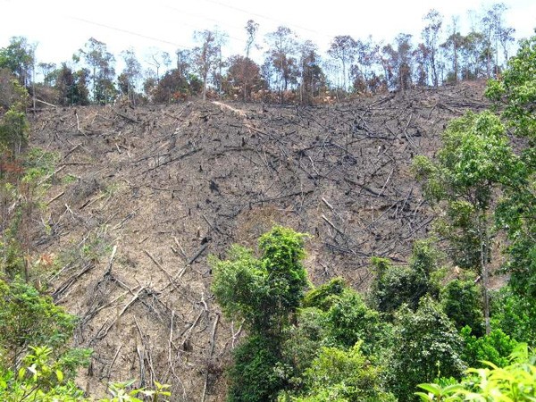 Chỉ đạo xử lý nghiêm vụ hàng trăm héc ta rừng tự nhiên bị xóa sổ ảnh 1